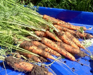 Carrots.2013